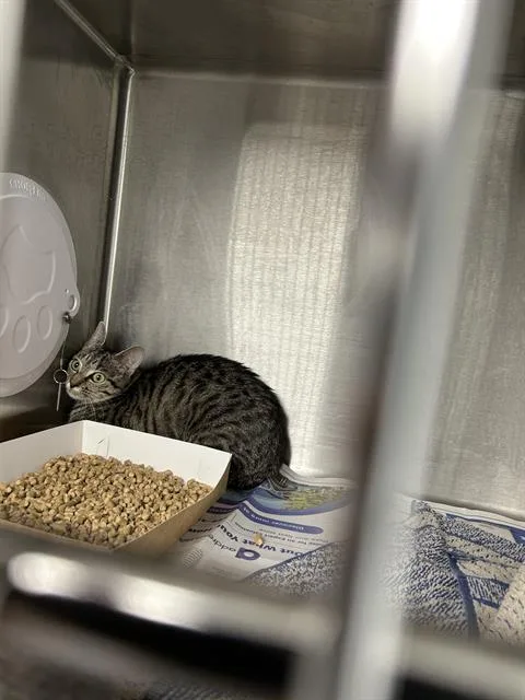 A young medium-sized female Domestic Short Hair cat named Dalilah for adoption in Charlotte, NC