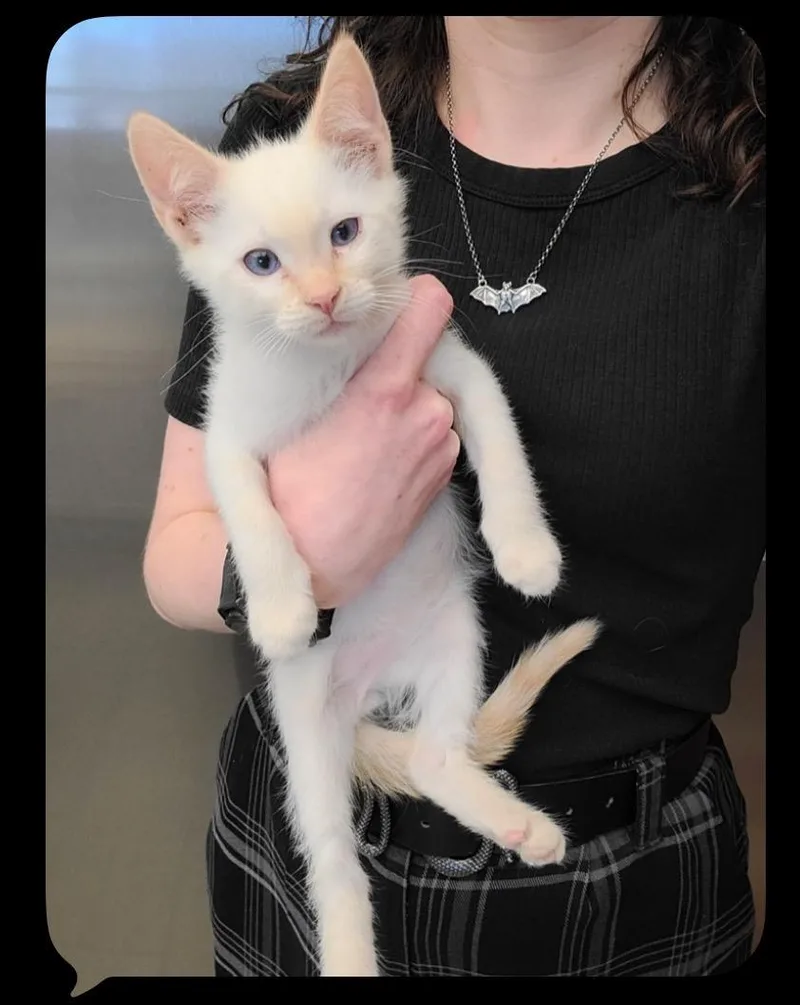 A baby medium-sized male Flame Point Siamese cat named Cactus Cooler for adoption in Oceanside, CA