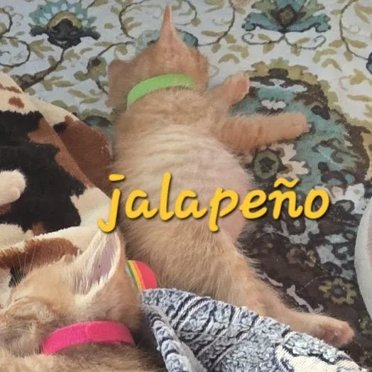 A baby small-sized male Orange / Red Domestic Short Hair cat named Cheddar Jalapeno Cheeto for adoption in Westminster, CA