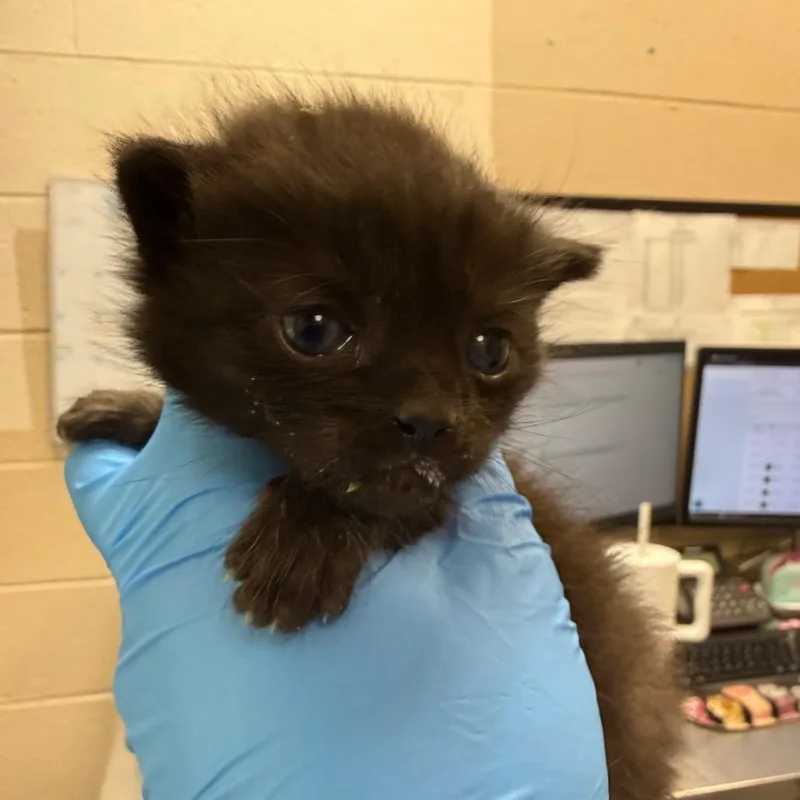 A baby small-sized male Black Domestic Short Hair cat named Thunder for adoption in Troy, VA