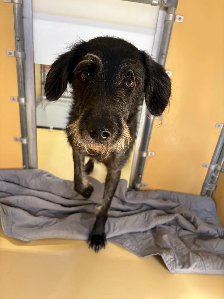 A young medium-sized female Labrador Retriever dog named Autumn Rose for adoption in Culpeper, VA