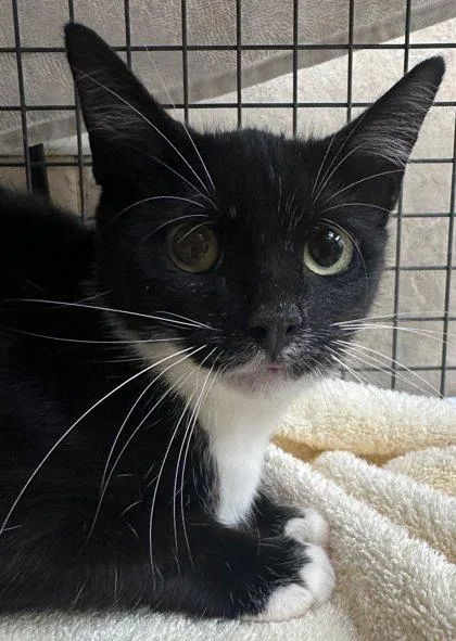 A young small-sized female Domestic Short Hair cat named Felicia for adoption in Honolulu, HI