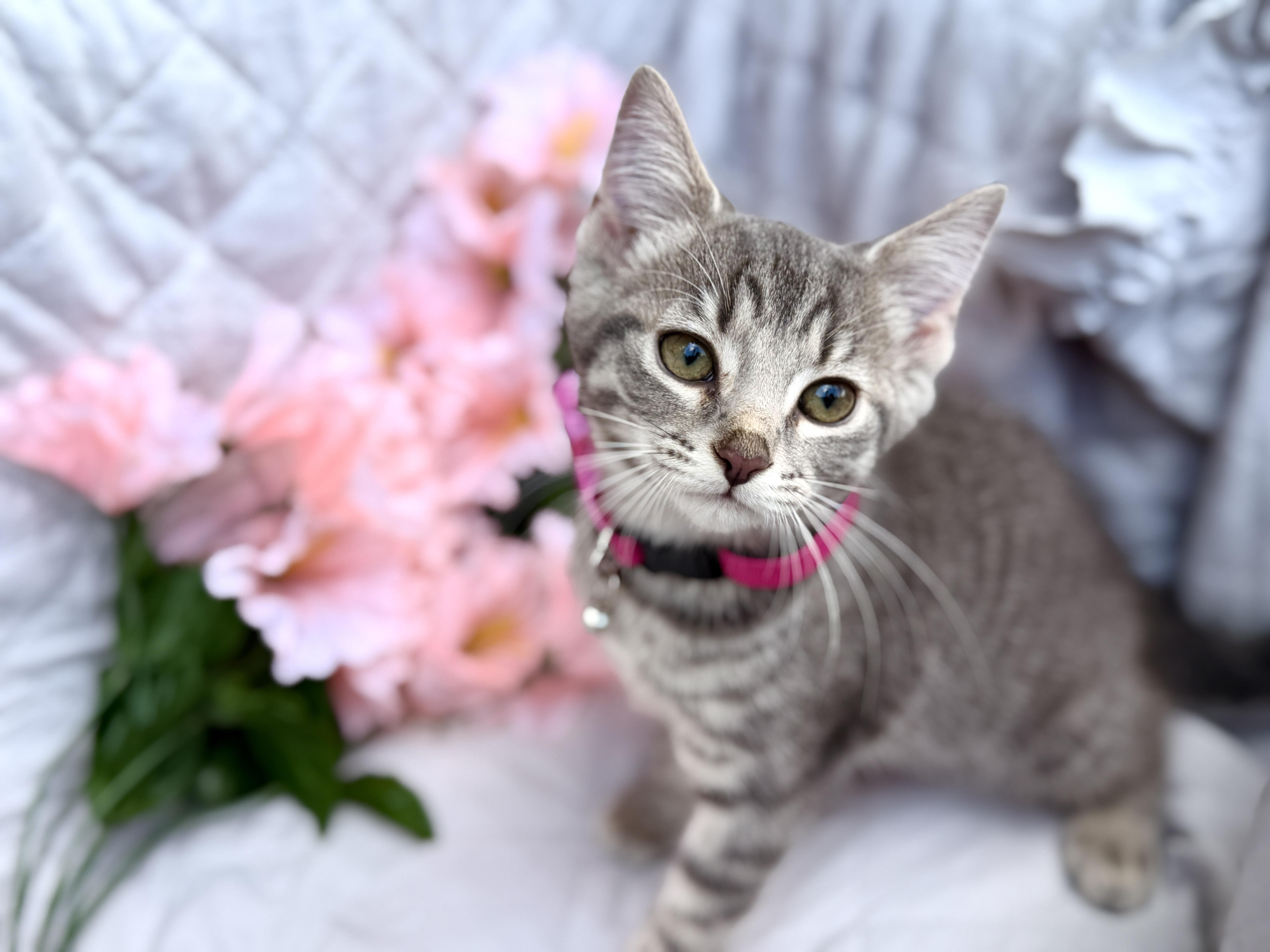 A baby medium-sized female Gray / Blue / Silver Domestic Short Hair cat named Alexia for adoption in Gradyville, KY