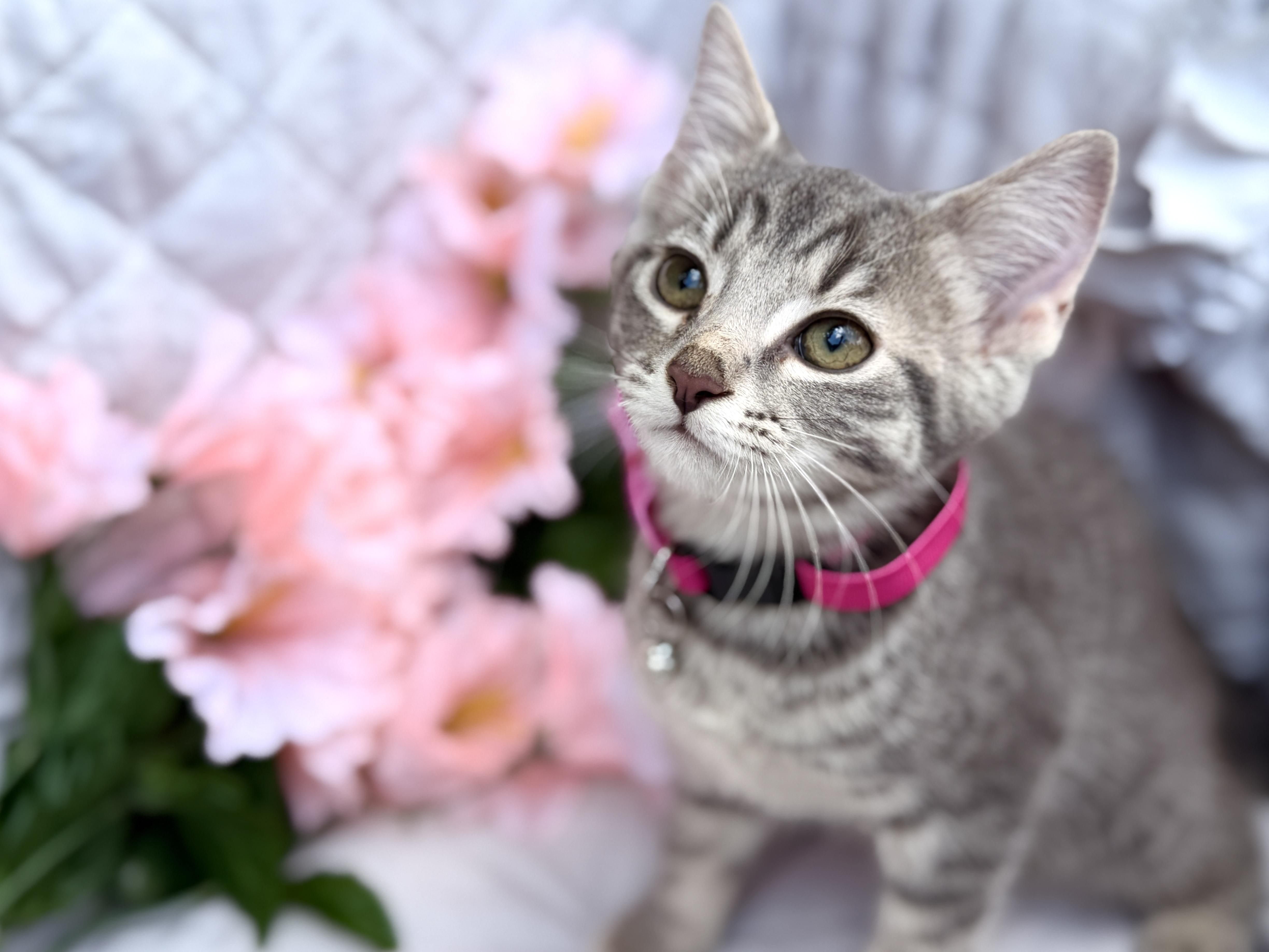 Alexia thumbnail 5