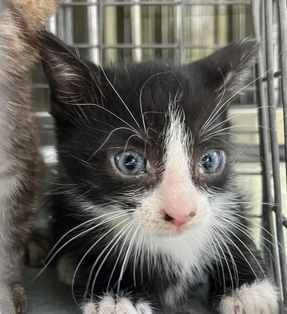 A baby small-sized male Domestic Short Hair cat named Devin for adoption in Dallas, TX