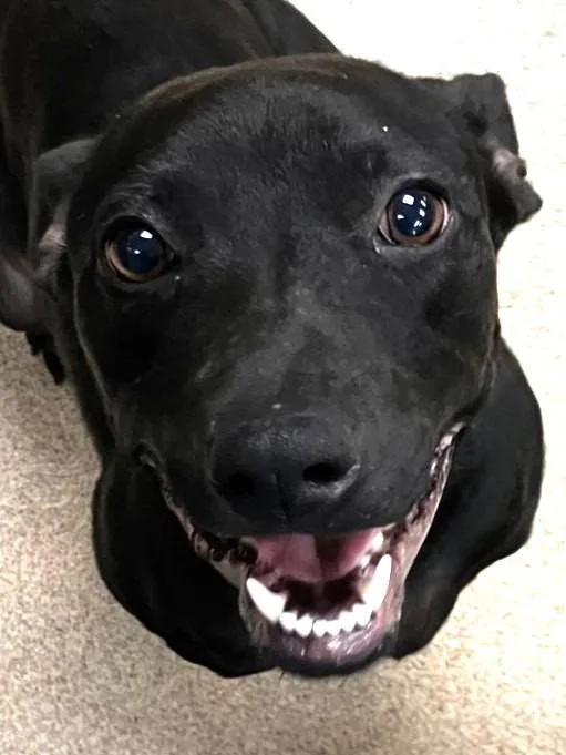 Ebony