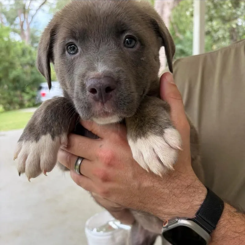 A baby small-sized female Brown / Chocolate Mixed Breed dog named Whitney for adoption in Buffalo, MN