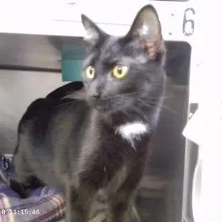 An adult large-sized male Domestic Short Hair cat named Artemis for adoption in Rapid City, SD