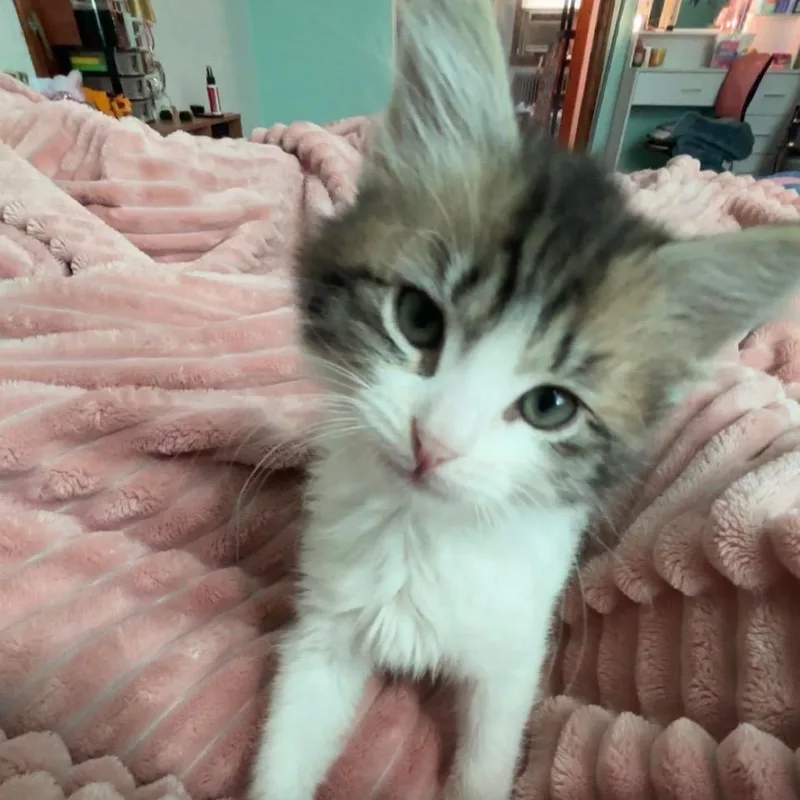 A baby small-sized female Brown / Chocolate Domestic Medium Hair cat named Blue for adoption in York, PA