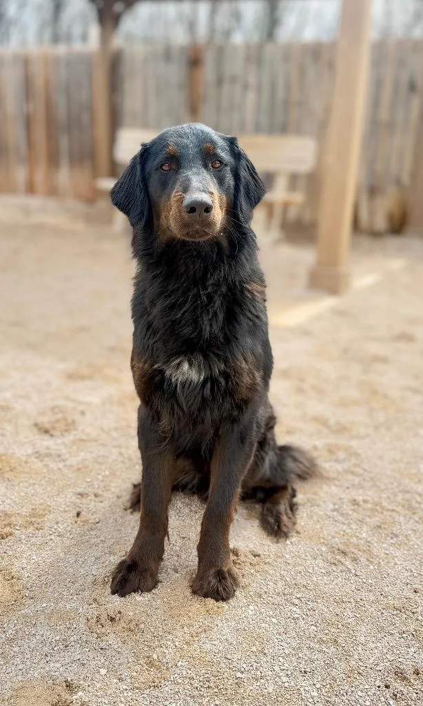 An adult medium-sized male Retriever dog named Zoro for adoption in Muskegon, MI
