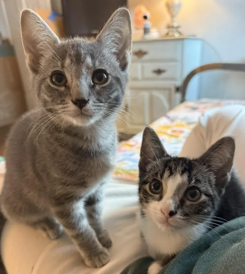 A baby medium-sized female Domestic Short Hair cat named Gyda for adoption in Franklin, TN