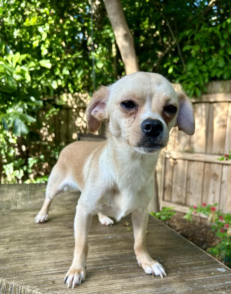 A young small-sized male Chihuahua dog named Remy for adoption in Sarasota, FL