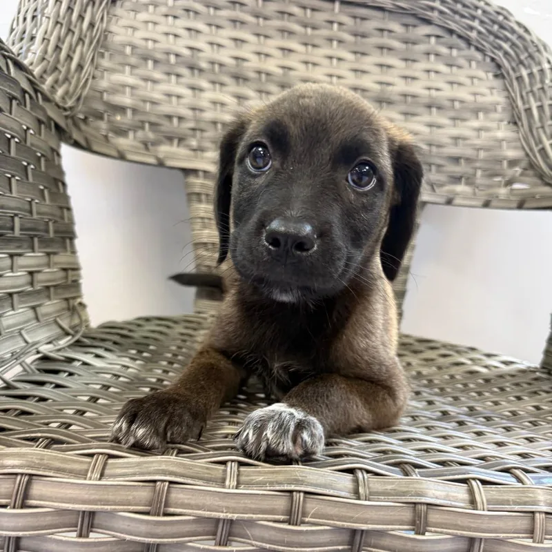 A baby medium-sized female Black Mixed Breed dog named Cindy for adoption in Ponca City, OK