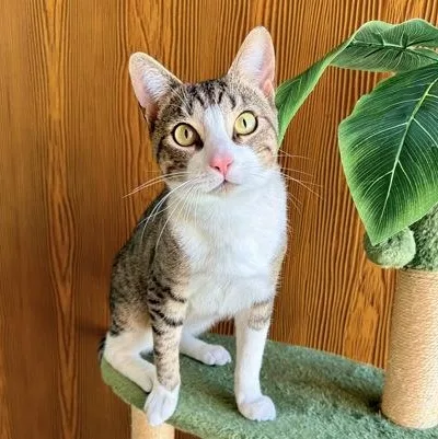 An adult medium-sized male White Domestic Short Hair cat named Captain for adoption in Santa Cruz, CA