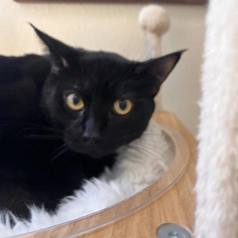 An adult large-sized male Black Domestic Short Hair cat named Jesse for adoption in Las Vegas, NV