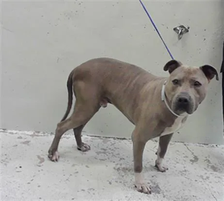 An adult large-sized male Staffordshire Bull Terrier dog named Nimbus for adoption in Houston, TX