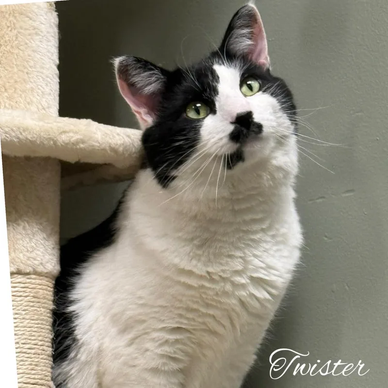 A young medium-sized male Black & White / Tuxedo Domestic Short Hair cat named Twister Branch for adoption in Mount Laurel, NJ