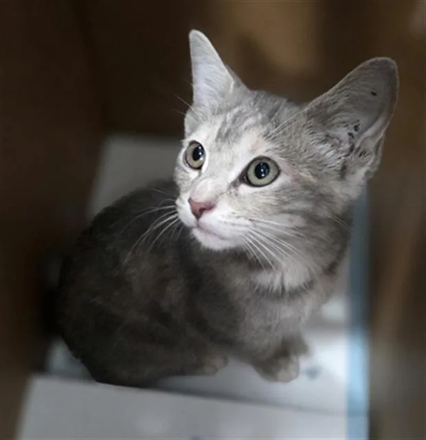 A baby medium-sized female Domestic Short Hair cat named Maeve for adoption in Dallas, TX