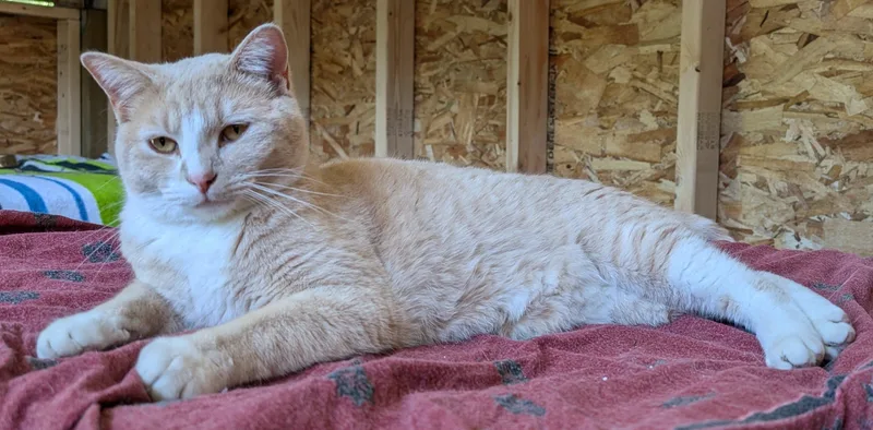 Fred Ziffel thumbnail 2