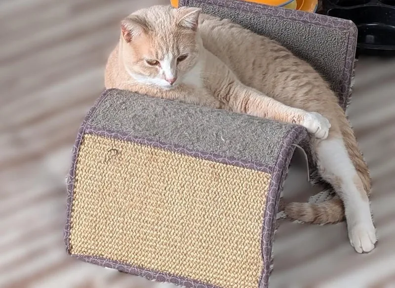 Fred Ziffel thumbnail 3