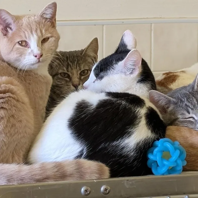 Fred Ziffel thumbnail 4