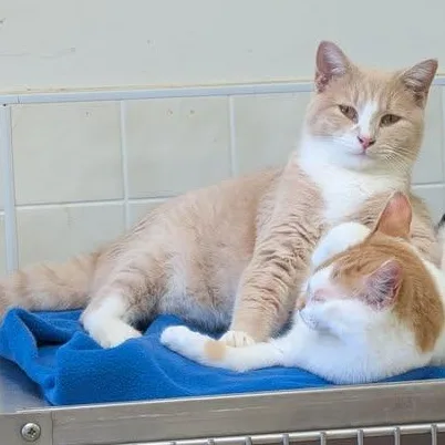 Fred Ziffel thumbnail 5