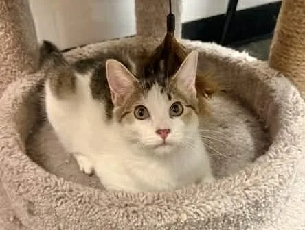 A baby small-sized female Tabby cat named Nori for adoption in Capshaw, AL
