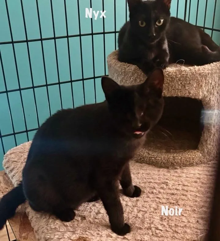 A young medium-sized female Black Domestic Short Hair cat named Noir bonded with Nyx for adoption in East Hartford , CT