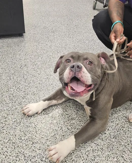 An adult large-sized male American Bulldog dog named Odin for adoption in Palmetto, FL