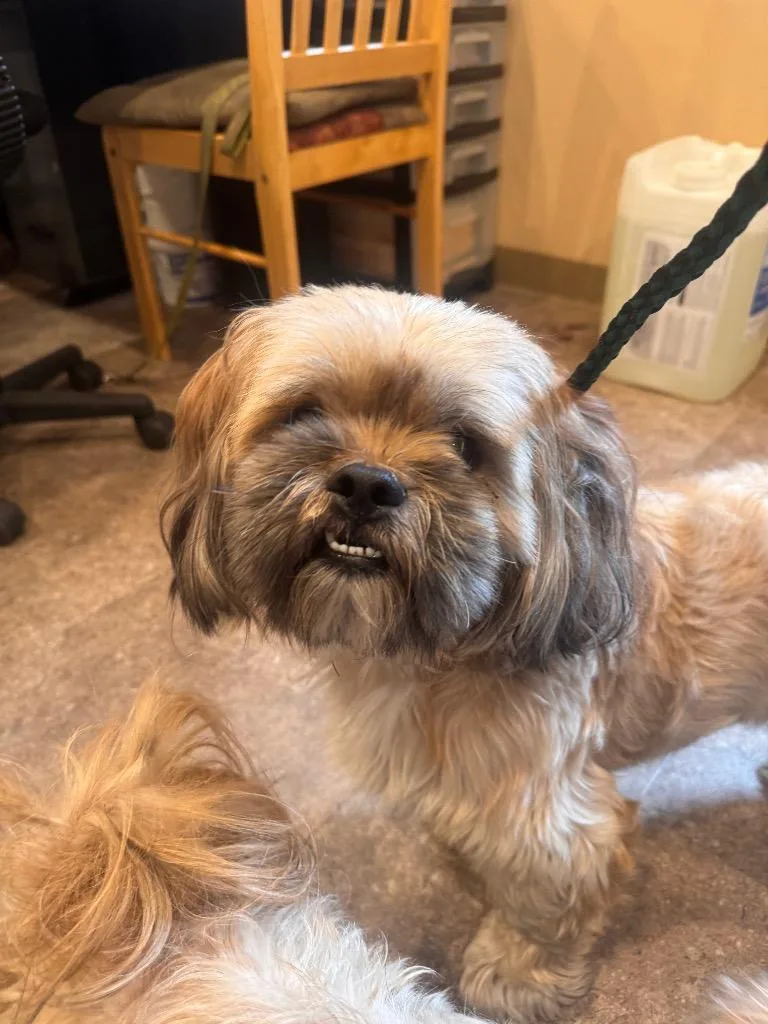 A young small-sized male Shih Tzu dog named Dos for adoption in Pottsville, PA