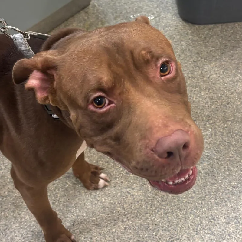 A young large-sized male Brown / Chocolate Mixed Breed dog named Dozer for adoption in Jacksonville, FL