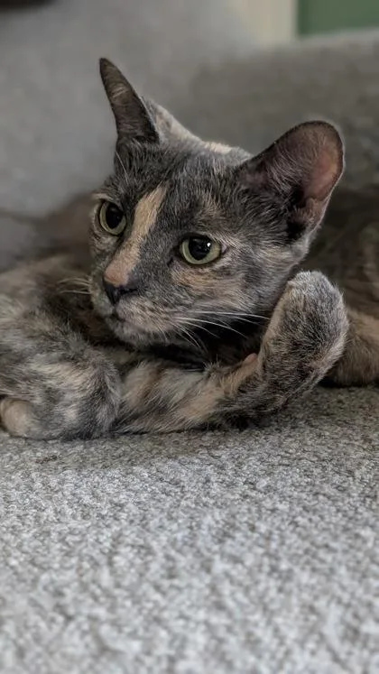 A young medium-sized female Dilute Tortoiseshell cat named Blossom for adoption in Belleville, MI
