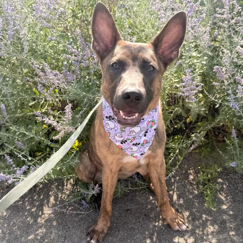 A young large-sized male Shepherd dog named Granger for adoption in Northbrook, IL
