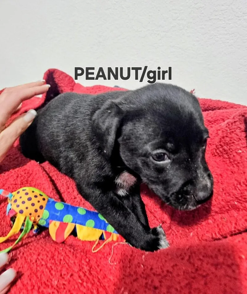 A baby medium-sized female Tricolor (Brown, Black, & White) Labrador Retriever dog named Peanut for adoption in Evergreen, CO