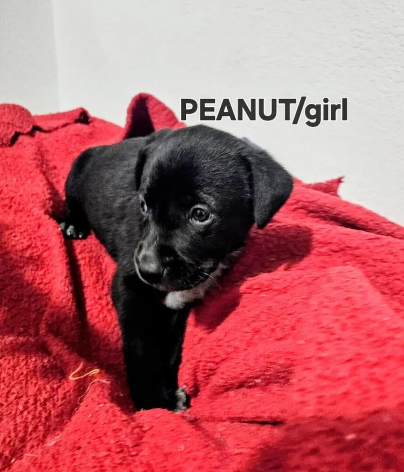 Peanut thumbnail 2