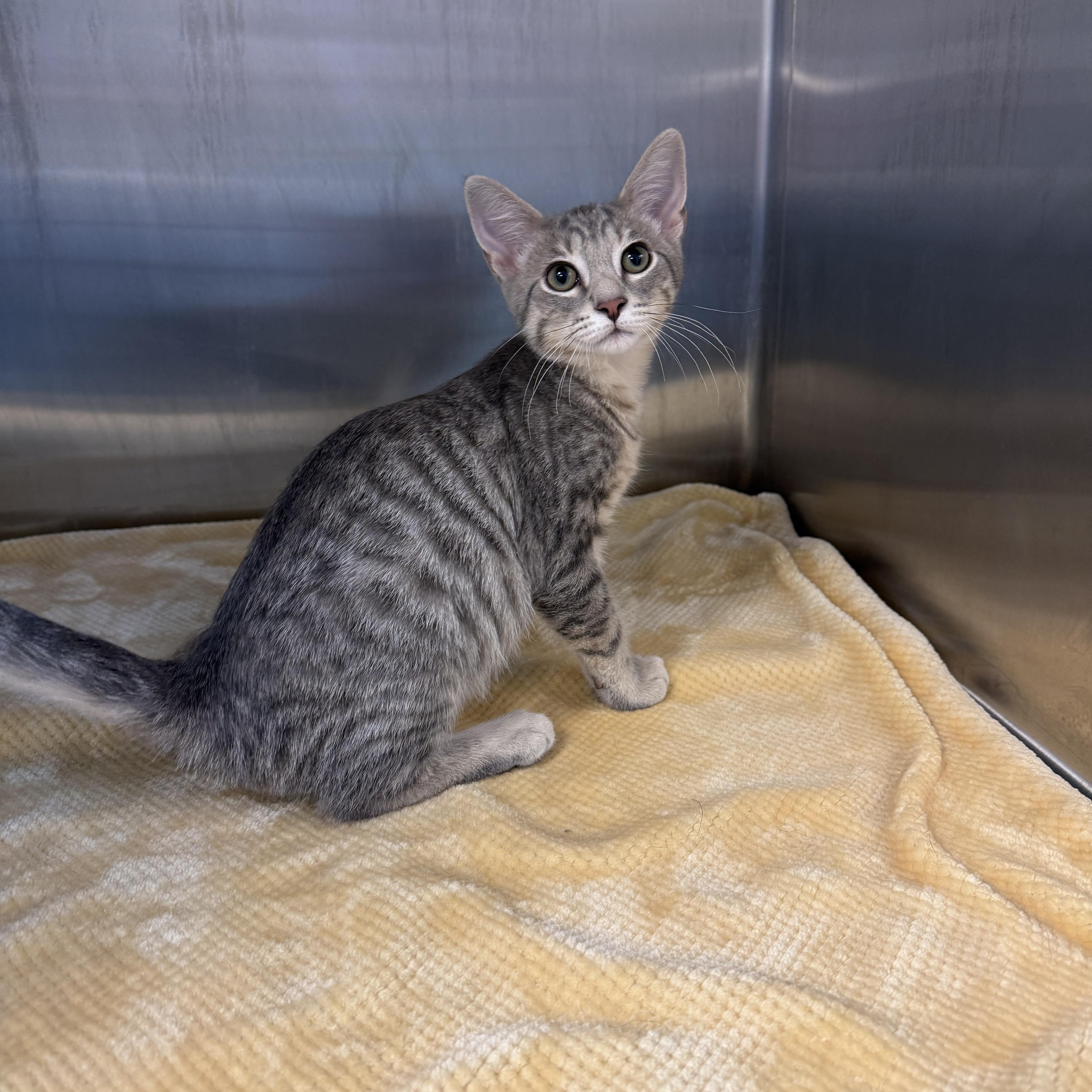 A baby small-sized male Tabby (Gray / Blue / Silver) Domestic Short Hair cat named Buckeye for adoption in Toledo, OH