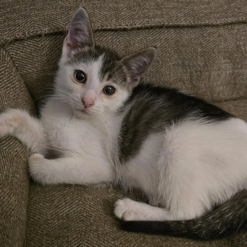 A baby small-sized male White Domestic Short Hair cat named Steffan for adoption in Naples, FL