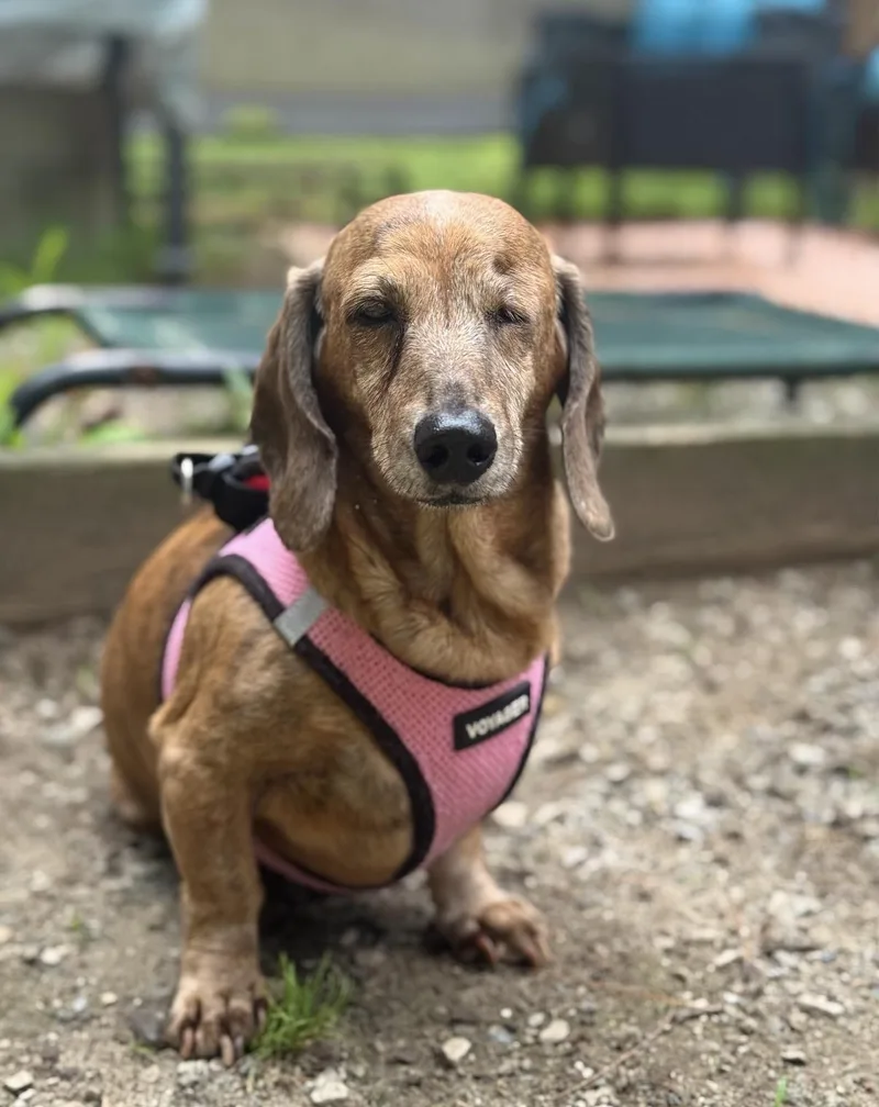 A senior small-sized female Brown / Chocolate Dachshund dog named Annie for adoption in Foster, RI