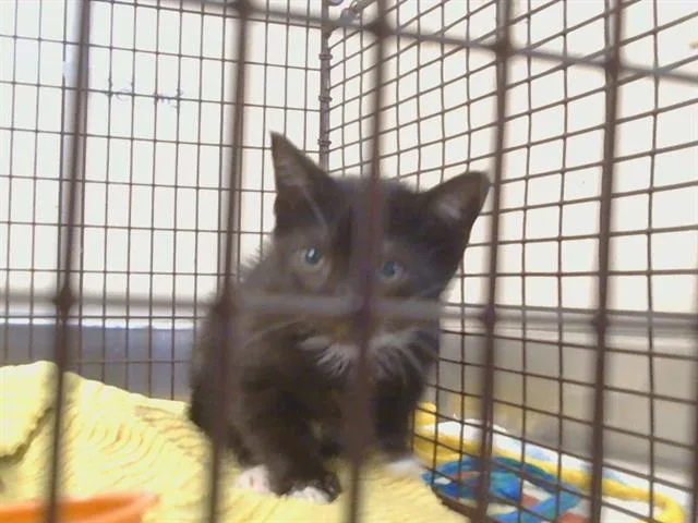 A baby small-sized female Domestic Short Hair cat named Pepper for adoption in Sacramento, CA