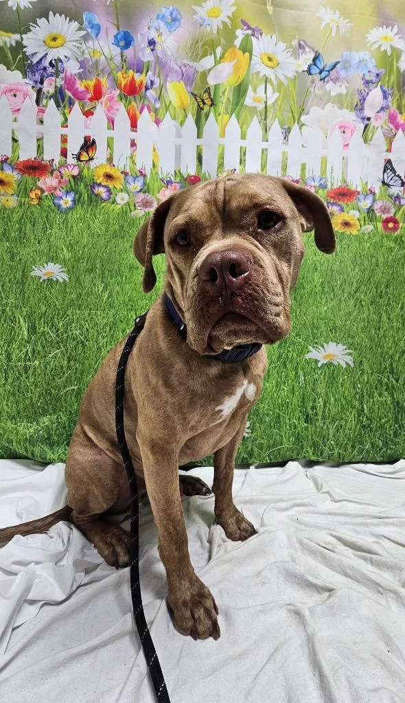 An adult large-sized male Boxer dog named Hades for adoption in Wabash, IN