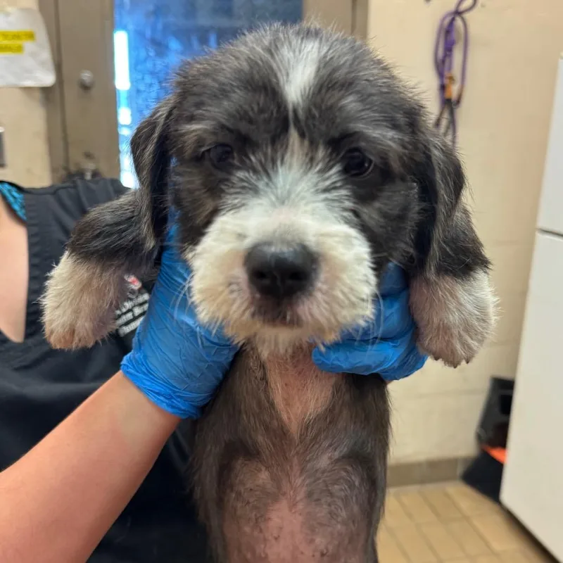 A baby small-sized female Terrier dog named Mae for adoption in Birmingham, AL