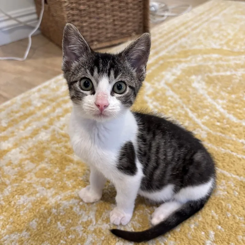 A baby small-sized female Brown / Chocolate Domestic Short Hair cat named Miny Moe for adoption in Grantsville, UT