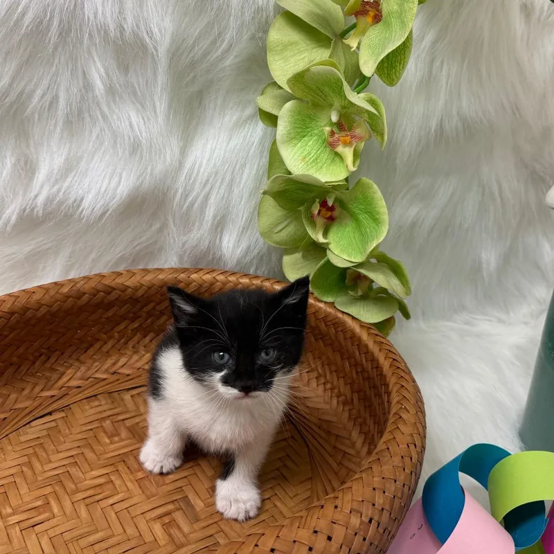 A baby medium-sized female Domestic Short Hair cat named Patchouli for adoption in Peoria, AZ