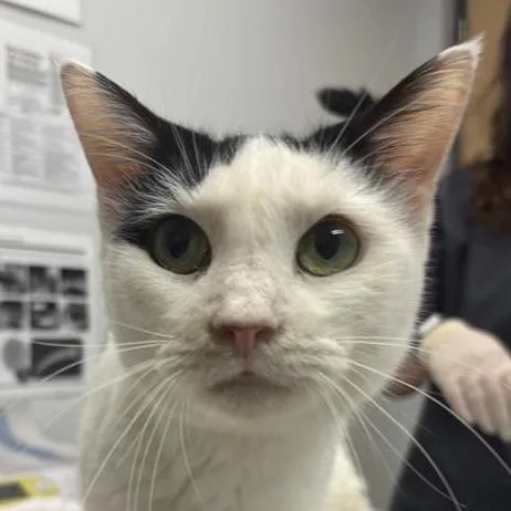 A senior medium-sized female Black Domestic Short Hair cat named Operetta for adoption in Jacksonville, FL