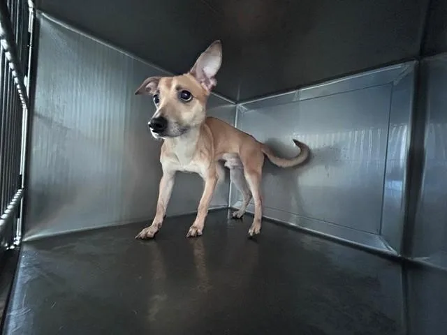 A young medium-sized male Chihuahua dog named Homali for adoption in Baldwin Park, CA