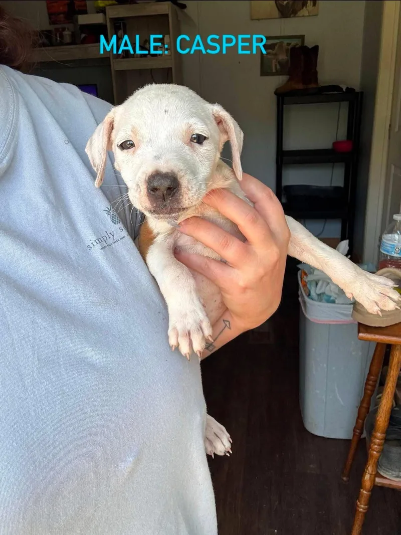 A baby medium-sized male Mixed Breed dog named Casper for adoption in Stephens City, VA