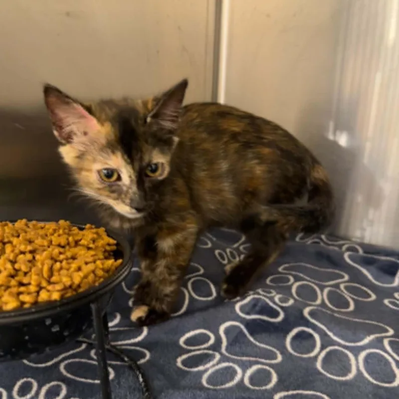 A baby small-sized female Tortoiseshell cat named Kammie for adoption in Antioch, CA