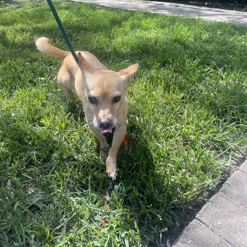An adult small-sized female Yellow / Tan / Blond / Fawn Chihuahua dog named Luna for adoption in LOXAHATCHEE, FL