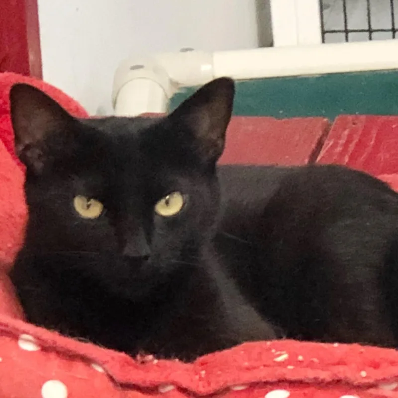 An adult medium-sized female Black Domestic Short Hair cat named Misty for adoption in Kingwood, TX