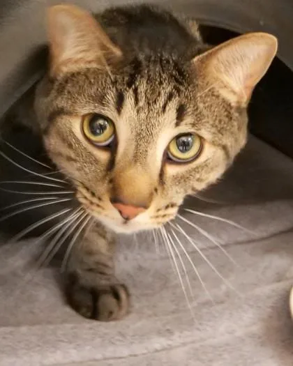 A young medium-sized male Domestic Short Hair cat named Deep Eddy for adoption in Fishers, IN